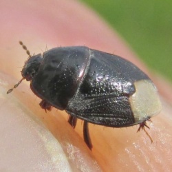Microporus nigrita